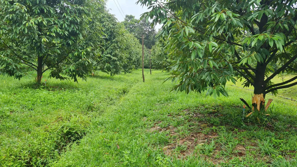 Vườn sầu riêng của anh Trung bị kẻ xấu phá hoại. Ảnh: VÕ TÙNG cay-sau-rieng-2.jpg