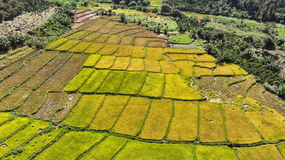 Huyện Đam Rông: Mừng năm nay được mùa