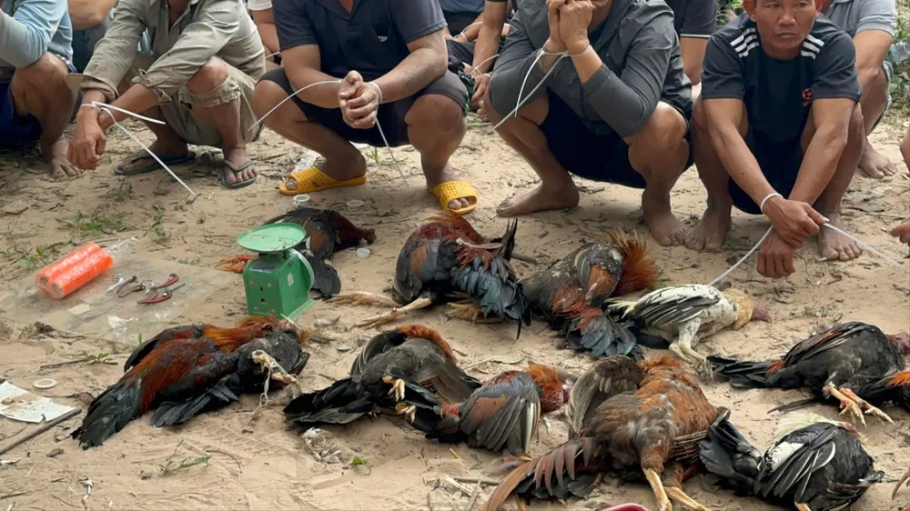 Công an thu giữ hàng chục con gà đá.
