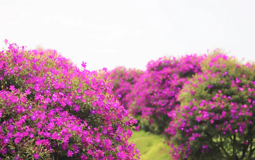 nong-truong-tra- Olong-2.jpg