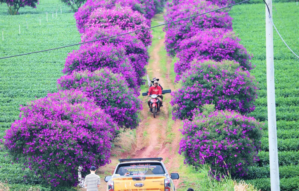 Rừng mua Úc nở như hờn, du khách vượt nông trường trà Olong check in