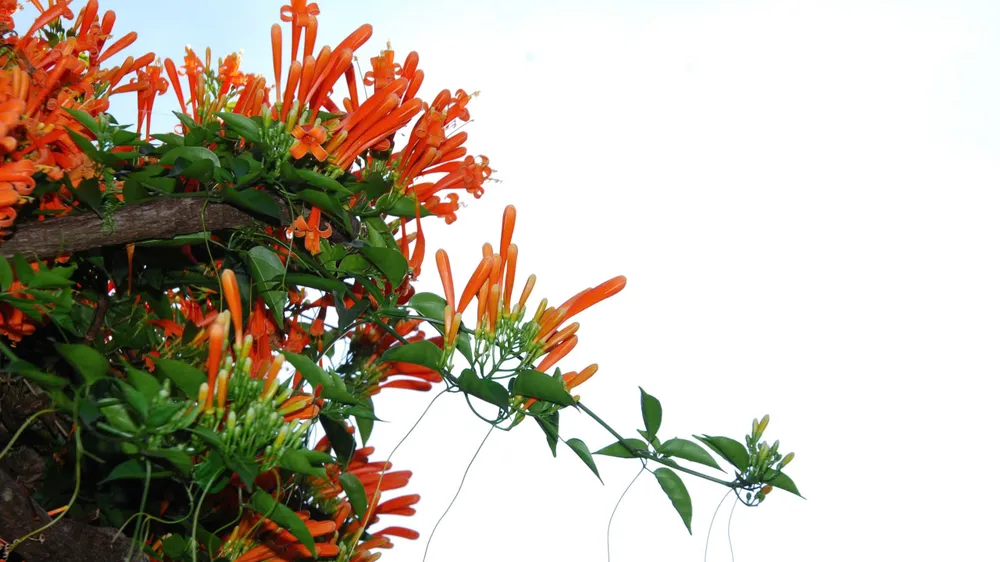 Có nguồn gốc từ đất nước Brazil, hoa chùm ớt còn được gọi là hoa xác pháo hay hoa rạng đông. Bụi chùm ớt của nhà chị Lánh được tạo nên từ khoảng 20 thân dây leo.