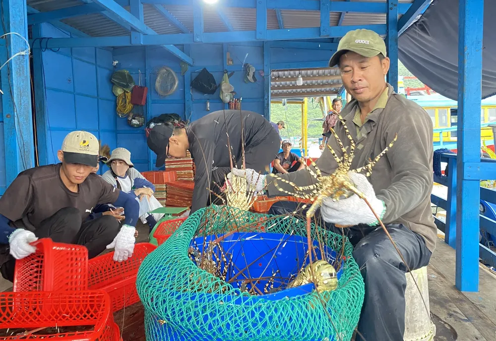 Tôm hùm nuôi trên Vịnh Cam Ranh. Ảnh: XUÂN HOÁT tôm-hùm.jpg