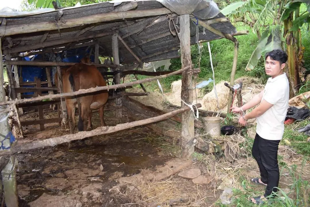 Trần Văn Hùng cùng tang vật con bò đã trộm. Ảnh: CA trộm bò.jpg