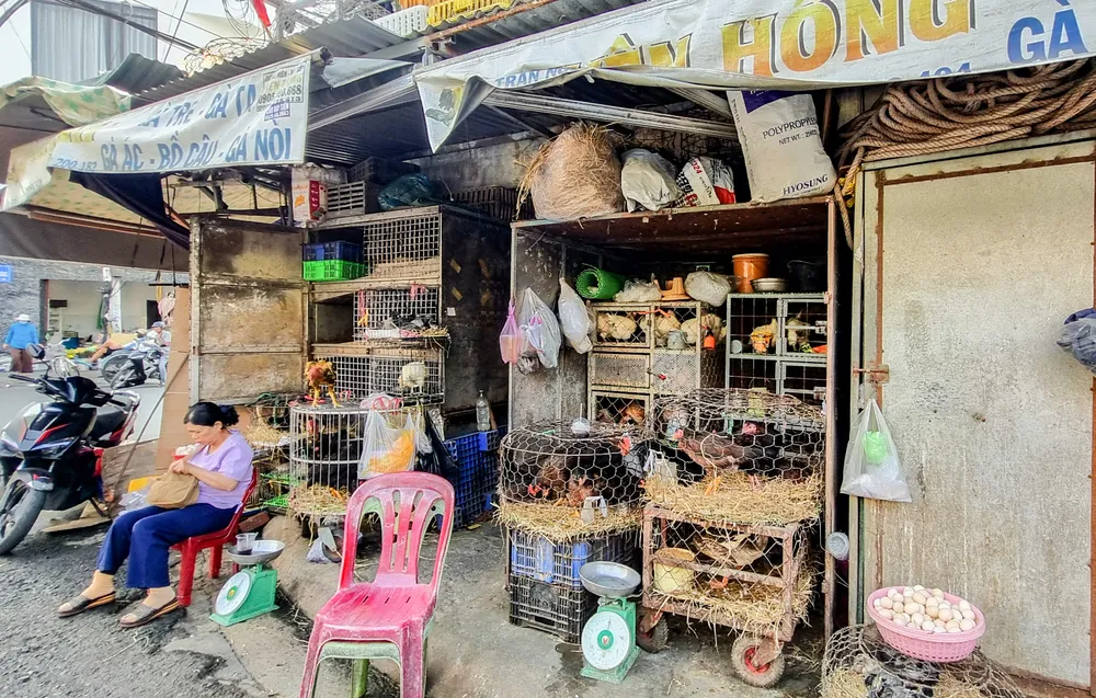 Vựa gà của chị Hồng ế ẩm dù có đủ giấy tờ chứng nhận nguồn gốc của gà. Ảnh: XUÂN HOÁT thịt-gà.jpg