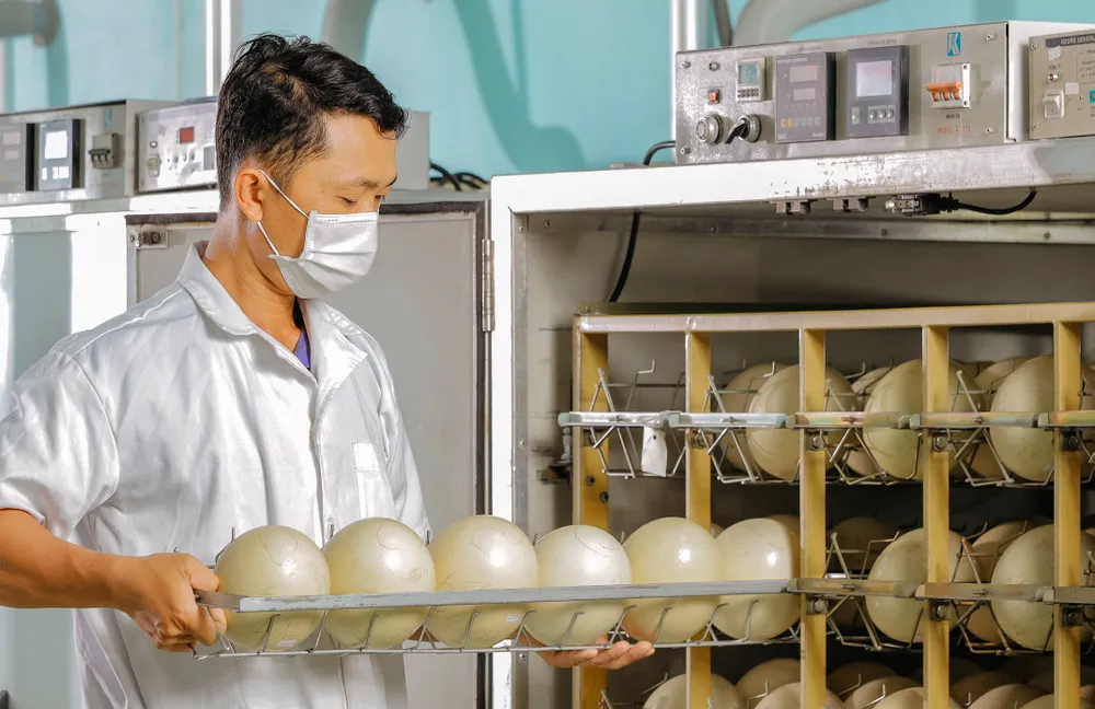Từ ngày đầu ấp đến lúc nở mất 40-45 ngày, quá trình ấp này trứng được soi kiểm tra ba lần. Trong đó, lần một khi ấp được khoảng 10-15 ngày để loại những quả trứng chết phôi, không phôi tan, long buồng khí, thối… Lần hai soi khi trứng được 22-25 ngày, nhằm loại bỏ những quả chết phôi, thối, long buồng khí. Lần soi cuối cùng khi trứng được 38-45 ngày ấp. Từ lúc này, các công nhân sẽ soi một lần/ngày nhằm phát hiện, loại bỏ những quả chết phôi, thối, chết tắc, chuyển những quả phôi đã chui vào buồng khí qua máy nở, phát hiện những phôi yếu để can thiệp. đà điểu Khatoco (13).jpg