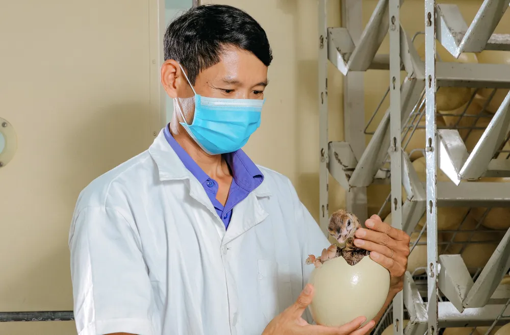 Việc gắn thẻ, quản lý trên phần mềm theo dõi đàn đà điểu nhằm mục đích theo dõi từng cá thể đà điểu trong đàn về lý lịch “cụ kỵ, ông bà, bố mẹ” giúp cho việc ghép phối giống tránh đồng huyết; theo dõi đánh giá chất lượng từng con bố mẹ để lựa chọn những con tốt nhất. đà điểu Khatoco (18).jpg