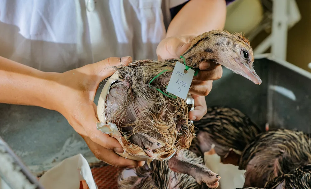 Ngoài ra, việc gắn thẻ mã vạch giúp theo dõi từng con đà điểu trong suốt đời các chỉ tiêu, như sử dụng thức ăn, tình hình bệnh, các loại thuốc sử dụng, thời gian đào thải thuốc theo quy định….để đảm bảo đà điểu khi đến tuổi và đưa đi giết mổ đảm bảo an toàn thực phẩm không có các chất cấm, kháng sinh….theo quy định của cơ quan chức năng. đà điểu Khatoco (20).jpg