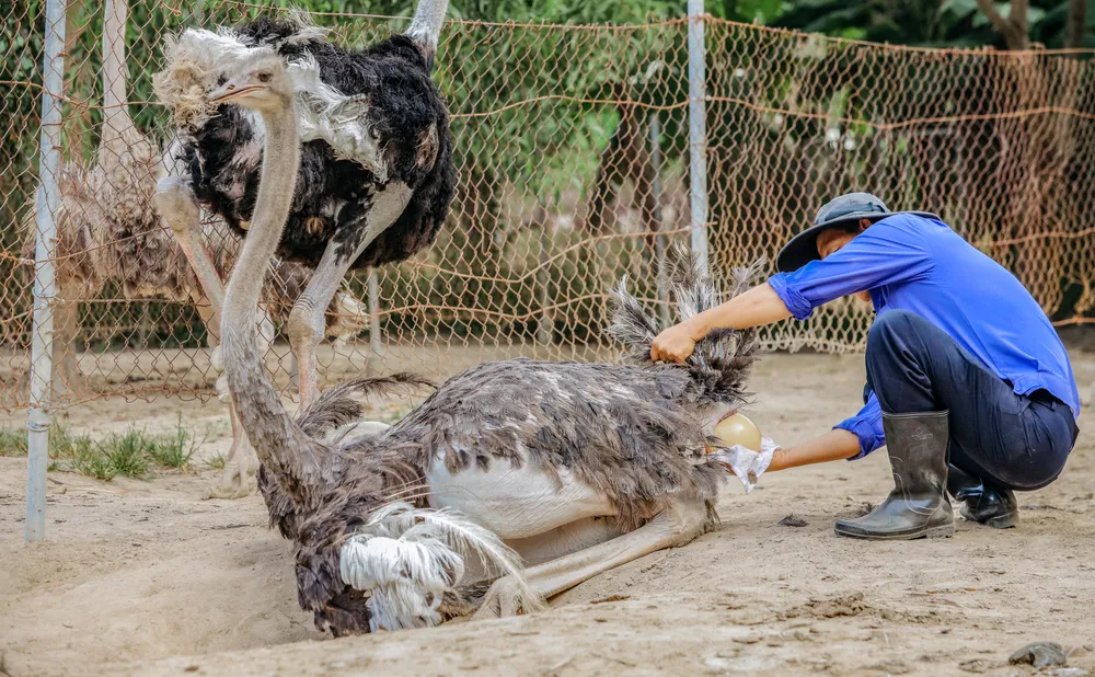 Tuy nhiên, để có được những con đà điểu trưởng thành khỏe mạnh, đạt trọng lượng, chất lượng thịt, lông hoàn hảo, các công nhân của Trung tâm Giống đà điểu Khatoco Ninh Hòa phải tuân thủ quy trình nuôi từ khi chim mẹ giao phối, đẻ trứng. "Nuôi đà điểu khó nhất là khâu chọn giống, ấp trứng rồi giai đoạn nuôi ấp lồng. Giống bố mẹ phải chọn rất kỹ lưỡng, có nguồn gốc khỏe mạnh. Lúc đẻ người chăm sóc phải 'đỡ đẻ' cẩn thận không cho trứng rơi xuống đất nếu không sẽ bị nhiễm khuẩn"- ông Huỳnh Trung Sơn, Giám đốc Trung tâm Giống đà điểu Khatoco Ninh Hòa, chia sẻ. đà điểu Khatoco (21).jpg