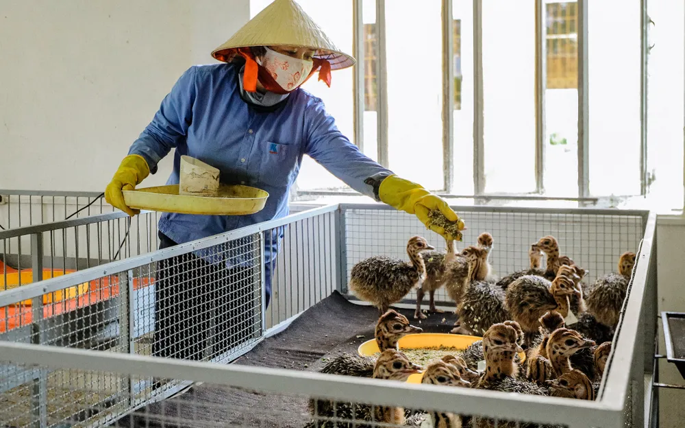 Thẻ làm bằng nhôm được đeo lên cổ đà điểu có đánh số, số này trên phần mềm theo dõi đã cập nhật tất cả các thông tin từ từng quả trứng như đã đề cập ở trên và trong suốt quá trình nuôi sau này các thông tin theo dõi tiếp theo được cập nhật để đảm bảo thông suốt trong việc truy xuất nguồn gốc theo tiêu chuẩn ISO22000-2005. đà điểu Khatoco (8).jpg