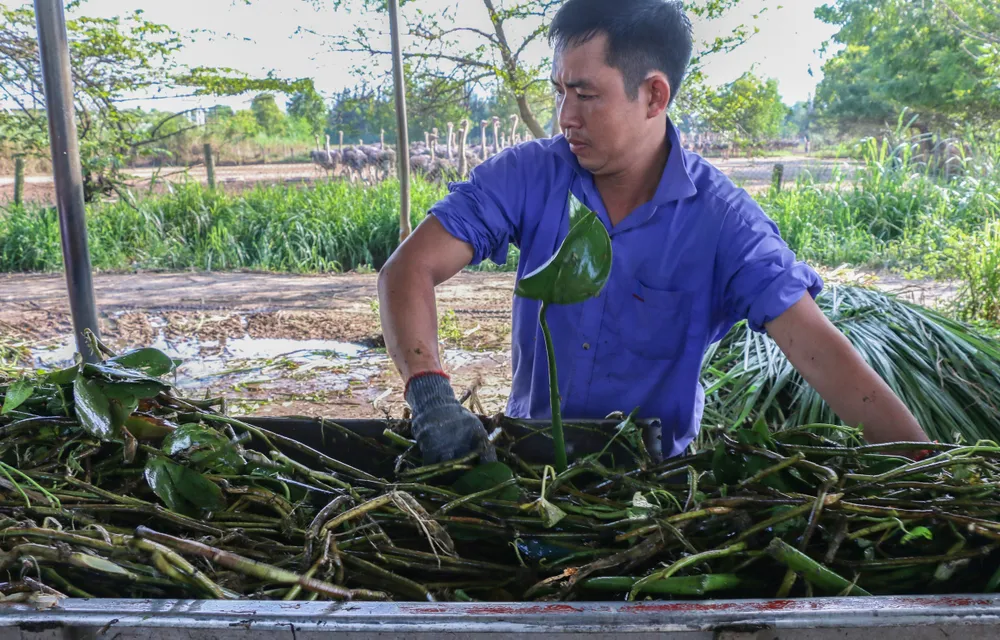 "Đà điểu rất thích rau muống, bèo hay cỏ voi... nên việc lo thức ăn cho chúng khá dễ"- anh Tùng, công nhân Trung tâm Giống đà điểu Khatoco Ninh Hòa cho biết. IMG_9316.jpg