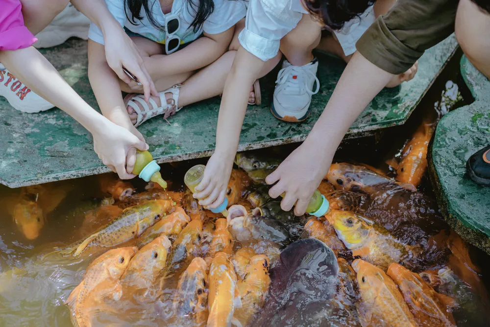 Cho cá bú bình là một trải nghiệm dễ thương, nhẹ nhàng hấp dẫn các bạn nhỏ. Ảnh: KIỀU HƯƠNG H3.jpg