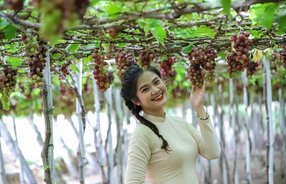 Những cánh đồng nho bạt ngàn xanh ngọt cho du khách cảm giác mà khó vùng đất nào có được. Ninh Thuận hiện có trên 1.000 ha trồng nho, tập trung nhiều ở các huyện Ninh Phước, Ninh Hải, Ninh Sơn, Thuận Nam, TP Phan Rang - Tháp Chàm. Mỗi năm, Ninh Thuận cung cấp cho thị trường 26.000 - 28.000 tấn nho tươi. Với sản lượng này, Ninh Thuận là tỉnh có diện tích, sản đứng đầu cả nước và đứng thứ 64/92 nước/vùng lãnh thổ có sản xuất nho. núi xanh 1.jpg