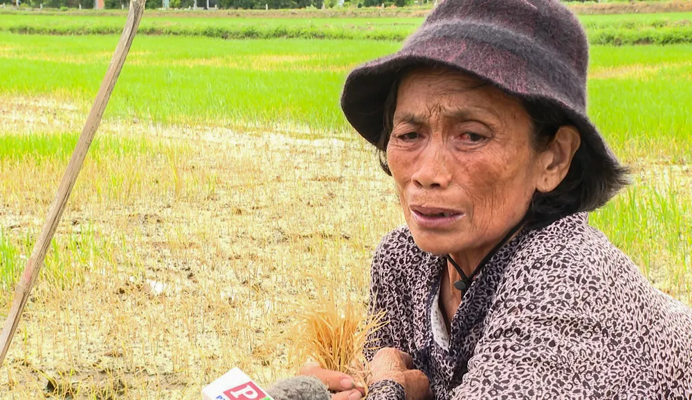 Cụ Phan Thị Phường ngồi thẩn thờ bên ruộng lúa mới gieo đã chết khô của mình. Ảnh: MINH TOÀN Ruộng lúa chết khô nghi bị phá hoại, cụ bà 72 tuổi khóc hết nước mắt
