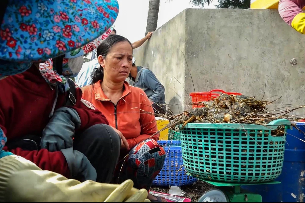 Trong thời gian hơn 1 tháng, người nuôi trồng thủy sản trên đầm Cù Mông hai lần tôm hùm, cá nuôi lồng chết hàng loạt. Trong ảnh, đợt tôm hùm chết hồi tháng 5-2024. Ảnh: MT thị xã Sông Cầu.jpg