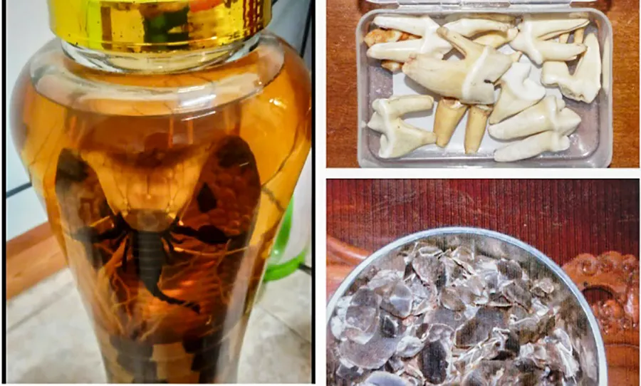 Tang rắn hổ chúa, răng Sơn Dương, vảy TêTê Java được công an thu giữ. Ảnh: LT