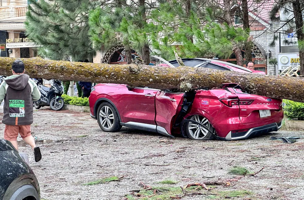 Cây xanh ngã đổ.jpg