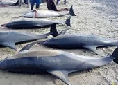 Cá heo chết hàng loạt dạt vào bờ biển