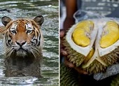 Loài hổ quý hiếm ở Malaysia bị đe dọa bởi... sầu riêng