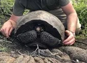 Tìm thấy loài rùa 'ngỡ bị tuyệt chủng’ trong 113 năm