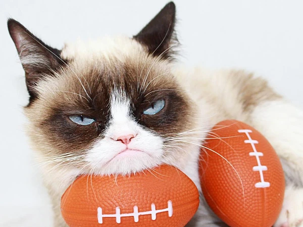 Image result for chÃº mÃ¨o grumpy