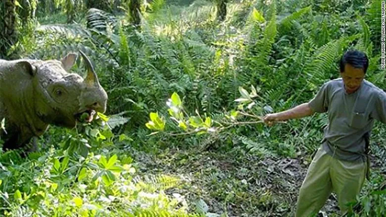 Tam was the only male Sumatran rhino left in Malaysia.