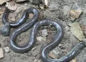 Phát hiện loài rắn mù tưởng đã tuyệt chủng 172 năm trước
