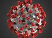 Mỹ: Phát hiện SARS-CoV-2 đang đột biến theo hướng yếu dần ảnh 3 Virus gây dịch COVID-19 xuất hiện biến thể cực nguy hiểm