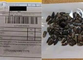 Hạt giống gửi từ Trung Quốc chứa cỏ dại độc hại và ấu trùng bọ