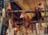 Nga phát hiện ca nhiễm cúm gia cầm H5N8 đầu tiên ở người