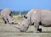Hồi sinh tê giác quý hiếm khi chỉ còn 2 con cái