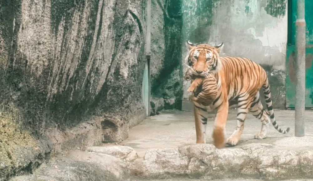 Hổ mẹ tha hổ con 'khoe' với du khách. Hổ mẹ tha hổ con 'khoe' với du khách.