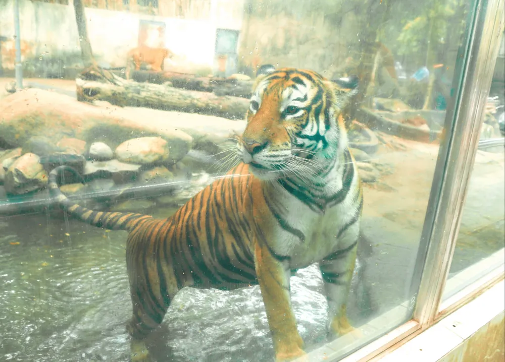 Hổ Bengal đực trưởng thành nặng từ 180 - 300kg, hổ Bengal cái nặng khoảng 110 - 200kg. Để giữ bản năng hoang dã, đàn hổ cũng được luyện tập việc nhảy trèo cây, săn mồi,... Hổ Bengal đực trưởng thành nặng từ 180 - 300kg, hổ Bengal cái nặng khoảng 110 - 200kg. Để giữ bản năng hoang dã, đàn hổ cũng được luyện tập việc nhảy trèo cây, săn mồi,...