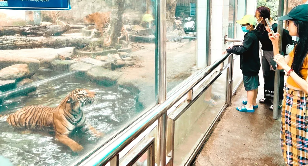 Du khách thích thú khi tham qua hổ tại Thảo Cầm Viên Sài Gòn. Du khách thích thú khi tham qua hổ tại Thảo Cầm Viên Sài Gòn.