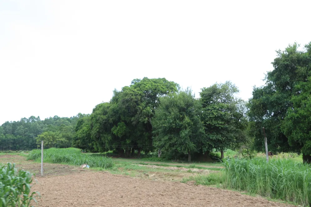 Độc đáo con đường lát đá ong chạy song song với hàng duối cổ Độc đáo con đường lát đá ong chạy song song với hàng duối cổ