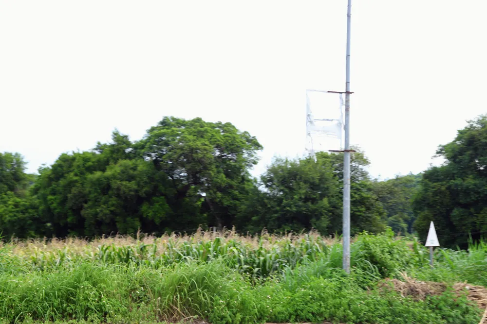 Hàng duối là ranh giới đất của Vua, không được cất nhà và làm mộ bia. Hàng duối là ranh giới đất của Vua, không được cất nhà và làm mộ bia.