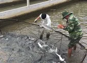 Nhức nhối cá tầm 'lạ' từ Trung Quốc tràn vào Việt Nam