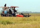 Kiên Giang: Bộ đội hỗ trợ nước sinh hoạt cho dân vùng hạn, mặn ảnh 1 Kiên Giang: Nhiều nơi xuống giống Hè Thu khi đất còn hạn, mặn