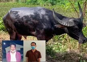 Nhét ma túy vào ruột quả dưa hấu chở đi bán thì bị bắt ảnh 3 Bán con trâu ăn trộm hơn nửa tấn để 'nướng' vào cờ bạc