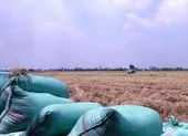 Hậu Giang: Khởi tố vụ án con tâm thần sát hại mẹ ruột ảnh 2 Hậu Giang: Thêm 2 ‘cò lúa’ lừa đảo tiền cọc bị bắt