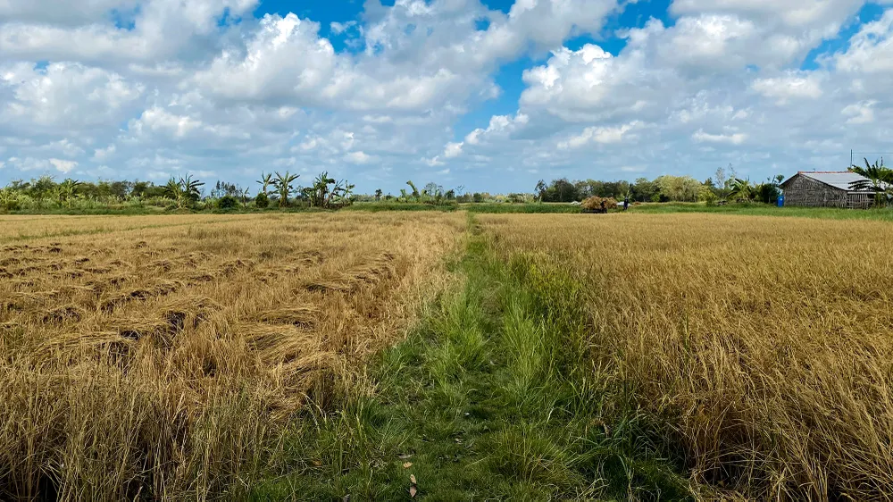 Dự báo có khoảng 90.000-100.00 ha vụ lúa Đông Xuân 2022-2023, Hè Thu 2023 và diện tích cây ăn trái, nuôi trồng thủy sản có nguy cơ hạn. Ảnh minh họa: BT Dự báo có khoảng 90.000-100.00 ha vụ lúa Đông Xuân 2022-2023, Hè Thu 2023 và diện tích cây ăn trái, nuôi trồng thủy sản có nguy cơ hạn. Ảnh minh họa: BT