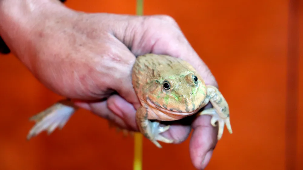 Dự kiến khi ra mắt vào dịp hè này, ông Càng sẽ cho ra mắt một số &quot;vận động viên&quot; ếch với nhiều màu sắc bắt mắt hơn, nhảy cao hơn. Ảnh: CHÂU ANH