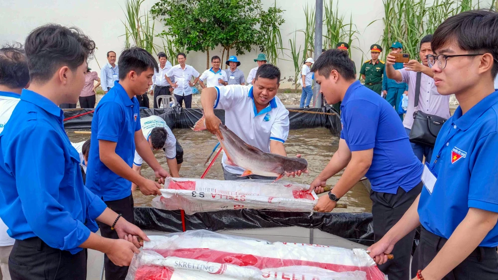 Các loại cá được thả lần này gồm những loài có giá trị kinh tế cao, như: cá hô, cá tra, cá vồ cờ, cá chạch lấu, cá mè vinh, tôm càng xanh... Ảnh: THANH LIÊM