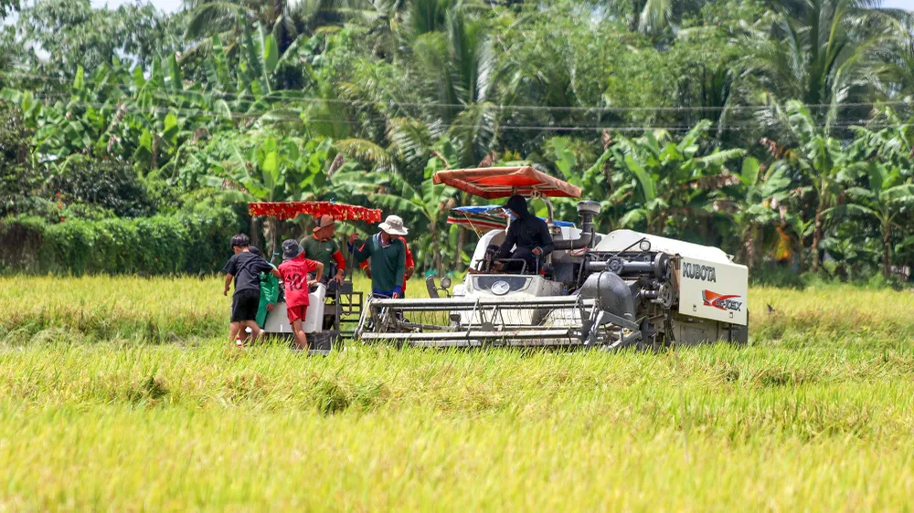 Hậu Giang công bố festival lúa gạo
