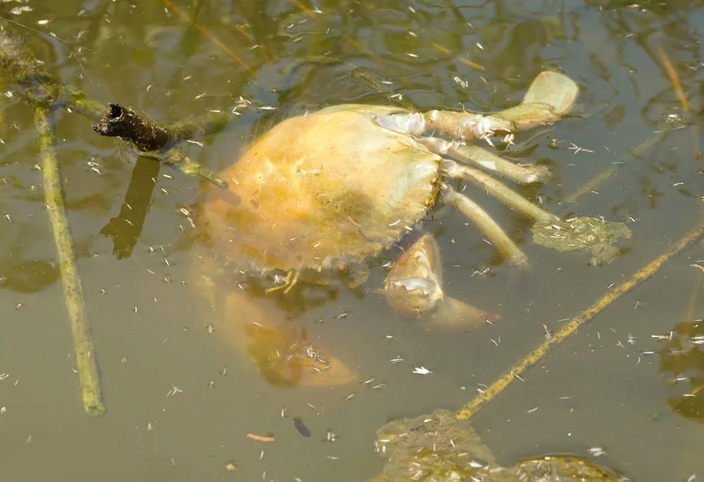 Tôm cua ở Kiên Giang chết do nắng nóng