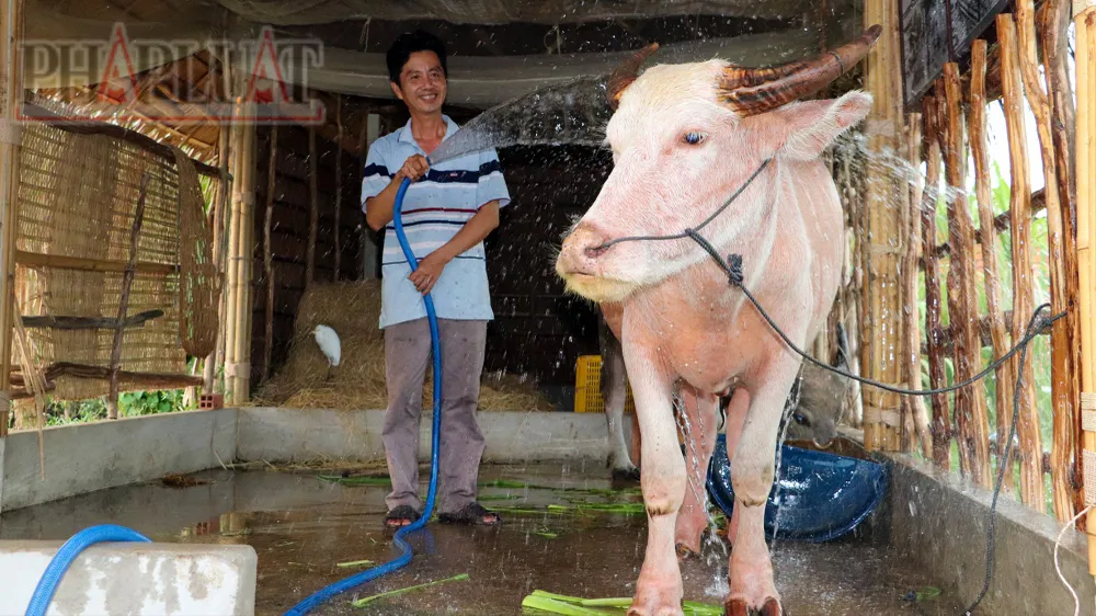 Độc lạ trâu màu hồng ở cồn Sơn