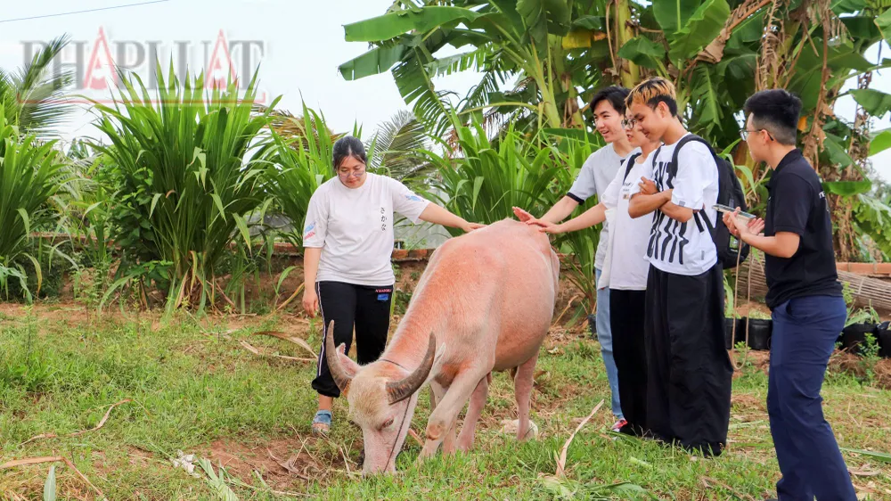 Độc lạ trâu màu hồng ở cồn Sơn