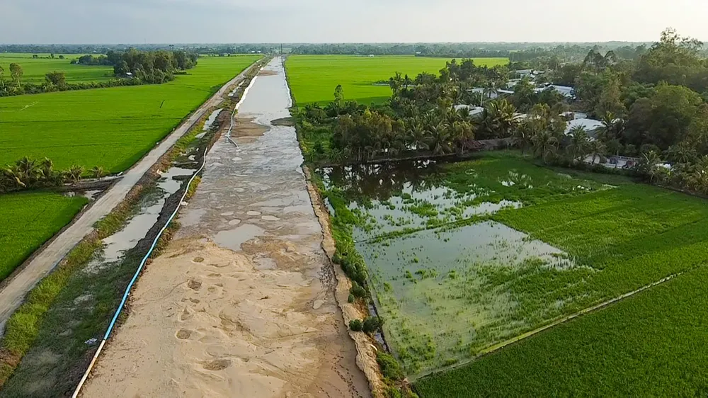 Lãnh đạo Bộ GTVT và lãnh đạo tỉnh Hậu Giang đều khẳng định cát san lấp cho dự án cao tốc đoạn qua địa bàn tỉnh Hậu Giang là cát sông. Ảnh: CHÂU ANH Lúa cặp đường cao tốc qua tỉnh Hậu Giang chết