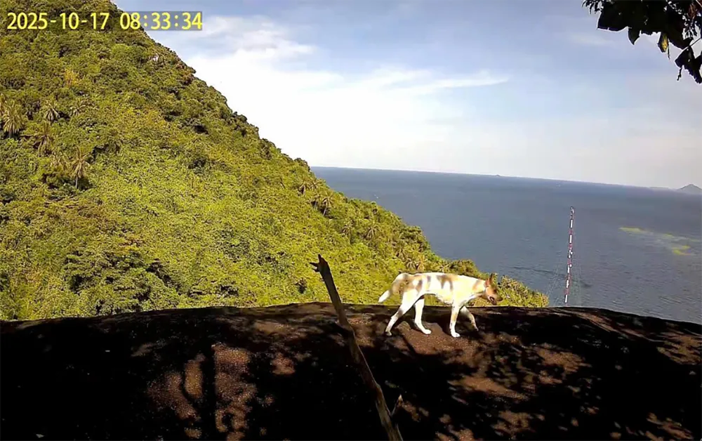 thực hư khỉ lông trăng xuất hiện ở tỉnh an giang