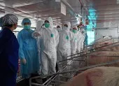 Tôm ngon, cá ngon... sao cứ phải ăn thịt heo? ảnh 3 Một số địa phương đang tái phát dịch tả heo châu Phi